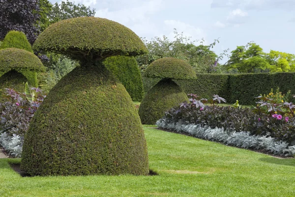 Pilzförmige Topiary-Pflanzen in einem Sommergarten in einer englischen Landschaft . — Stockfoto