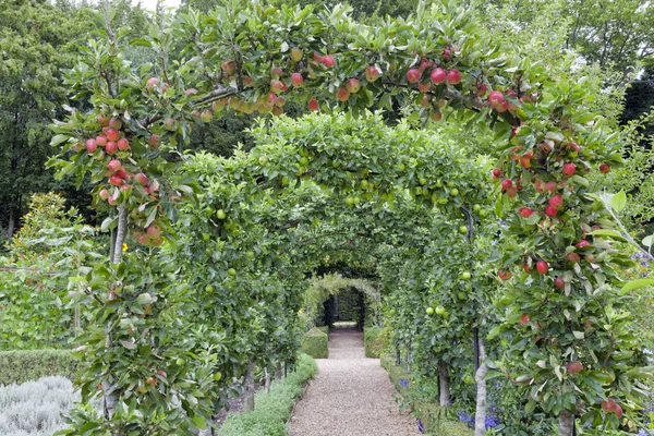 Стежка під арками яблунь в літньому, фруктовому та овочевому саду  . — стокове фото