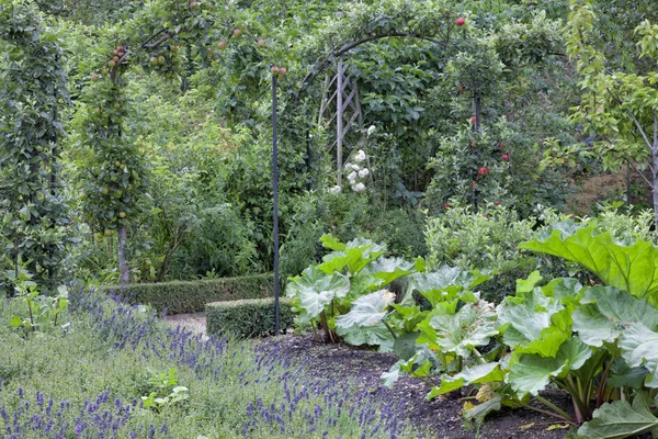 Rabarber, apple tree arch, lila lavendel i en sommarträdgård . — Stockfoto