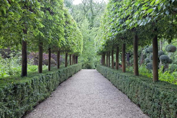 Path between rows of topiary leafy trees and low, tripped hedge, in a green garden . — Stock Photo, Image