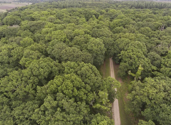 Ağaç üstleri ve patika bir ormandaki yukarıda .