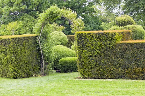 Rose Archway Trimmed Hedge Topiary Plants Mature Trees Summer Garden — Stock Photo, Image