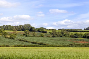 Yeşil buğday tarım alanları, yollar, araştırmalar, woodland Hill'de bir İngilizce kırsal bir güneşli yaz gününde yürürken bir geçiş ülke ile .