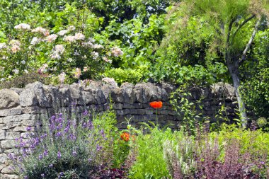 Gül, bloom, çalılar ve ağaçlar kırsal İngilizce kırsal Cotswolds, İngiltere'de, eski taş çit tarafından yaz güneşli bir günde büyüyen renkli çiçekler .