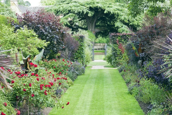 Chemin Herbe Entre Des Plates Bandes Roses Rouges Des Plantes — Photo