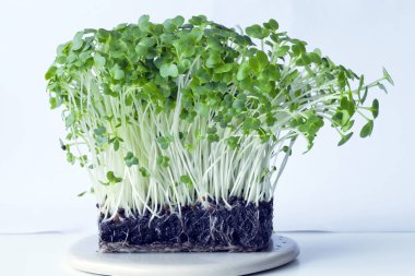 A organik su teresi bitki kökleri toprak ile Filiz demet kadar yakın .