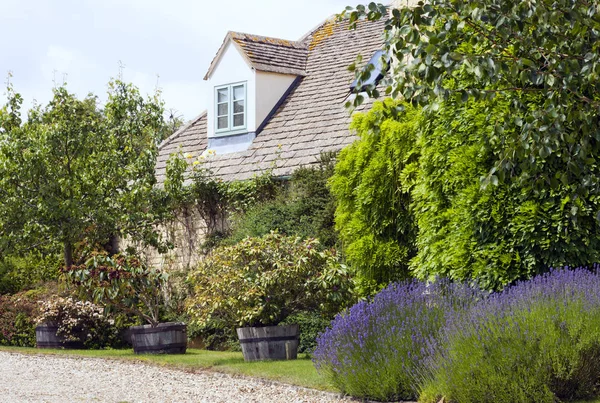 English cottage garden with purple flowering lavender, rhododendrons in wooden barrels, pear tree fruit, hanging wisteria, on a side of limestone building, on a summer day .