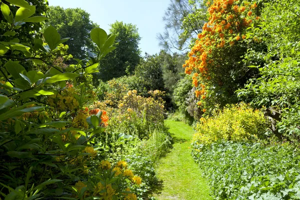 Spring Garden Grass Path Orange Yellow Flowering Rhododendrons English Countryside — Stock Photo, Image