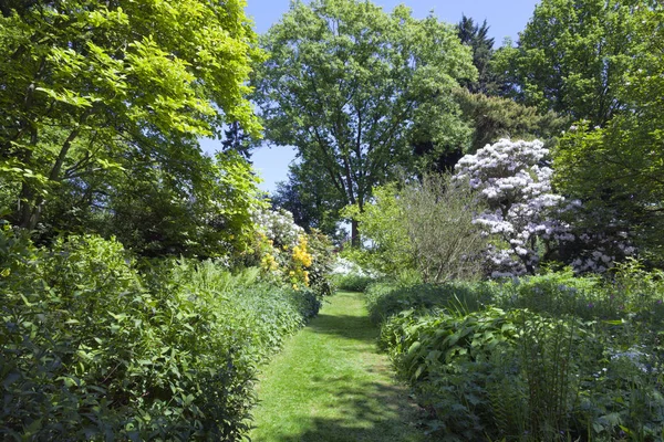 Sentier Herbeux Entre Plantes Feuilles Persistantes Arbres Matures Rhododendrons Fleuris Image En Vente