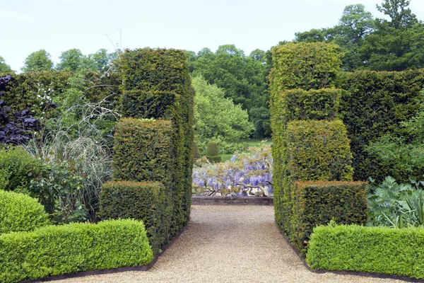 Gravel Path Trimmed Yew Box Hedge Leading Purple Flowering Wisteria — Stock Photo, Image