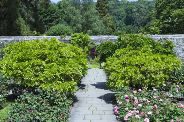 Camino Jardín Entre Rosas Florecientes Rosadas Arbustos Verdes Hacia Pared — Foto de Stock