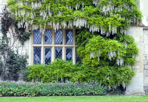 Wisteria White Scented Flowers Surrounding Cottage Window Small Pink Plants — 스톡 사진