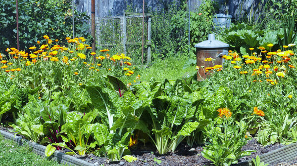 Summer vegetable garden with leafy swiss chard, beetroot and flowering orange marigolds .