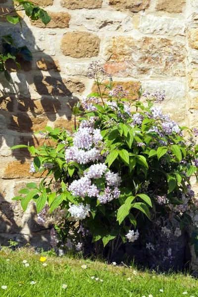 Blühender Rosa Strauch Gegen Kalksteinmauer Einem Englischen Landhausgarten — Stockfoto