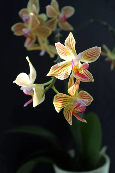 Stripy Yellow Pink Orchid Flowers Dark Blurred Background — Stock Photo, Image