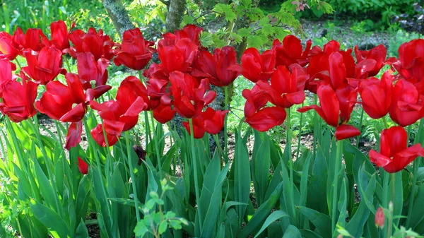 Blühende Rote Tulpen Einem Englischen Hüttengarten Frühling — Stockfoto