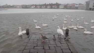Tjornin havuzda kuğular.