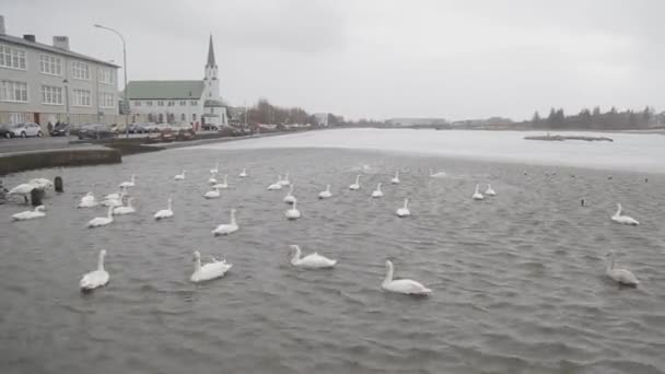 Schwäne im Tjornin-Teich. — Stockvideo