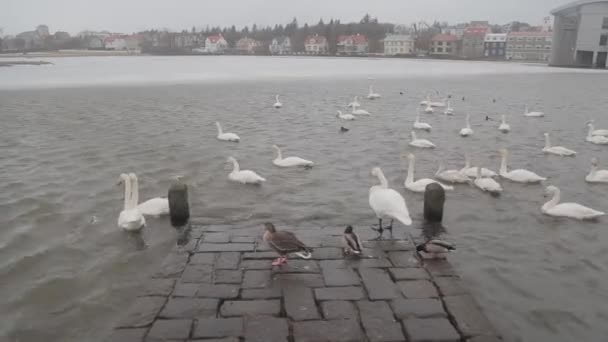 Zwanen in Tjornin vijver. — Stockvideo