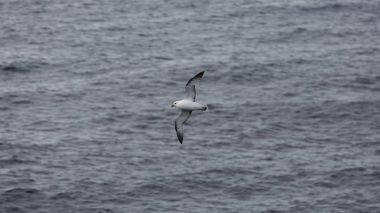 Martı. Grimsey. İzlanda.