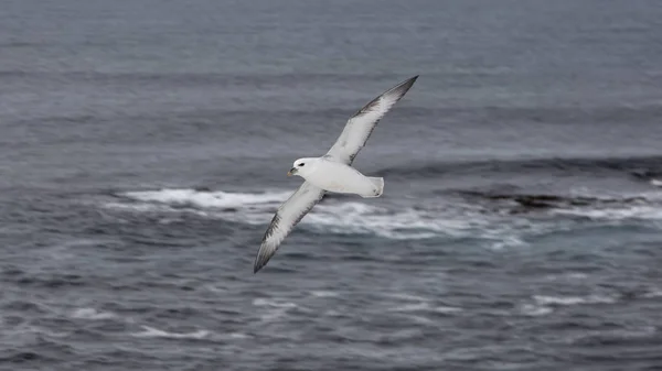 Sirály. Grimsey. Izland. — Stock Fotó