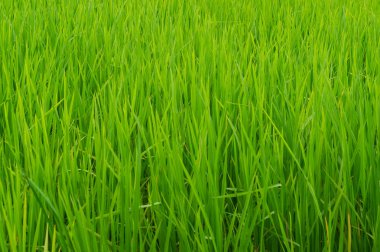 Yeşil pirinç çiftlik, yeşil çeltik pirinç yakın. 