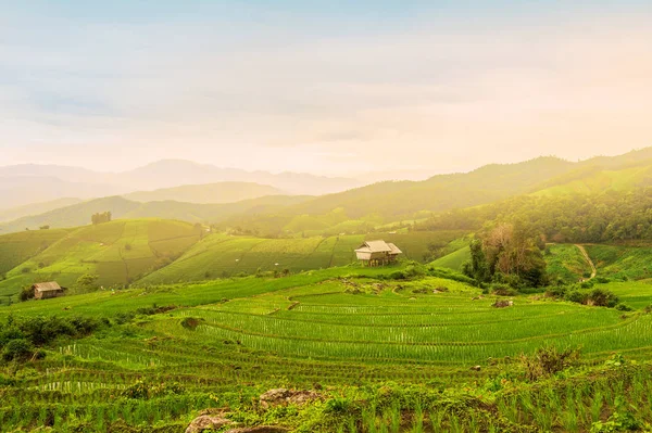 Bauernhof für grünen Reis — Stockfoto