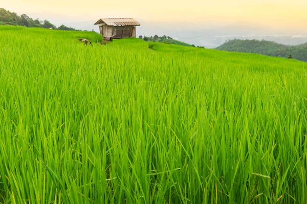 Bauernhof für grünen Reis — Stockfoto