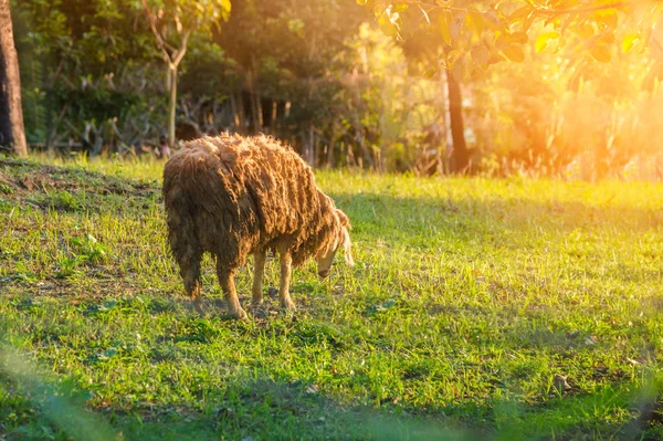 Koyun Çiftliği'nde Günbatımı
