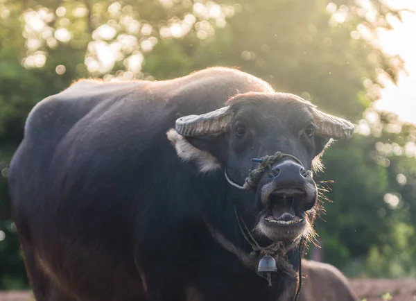 Tay Buffalo bir gülümseme. — Stok fotoğraf