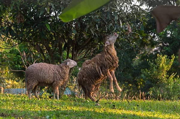 Çayırda koyun var.. 