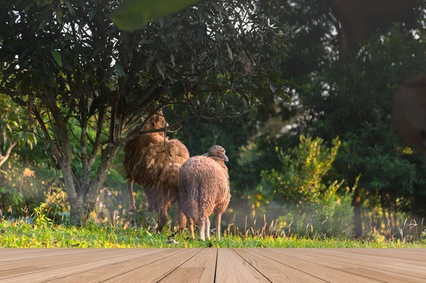 Çayırda koyun var.. 