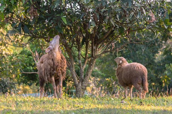 Çayırda koyun var.. 