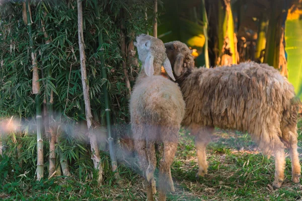 Çayırda koyun var.. 