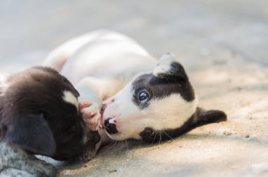 iki sevimli yavru köpek