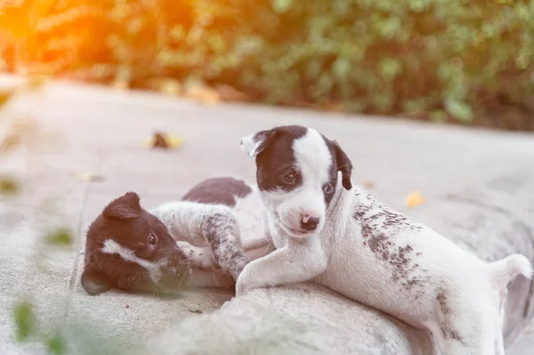 iki sevimli yavru köpek