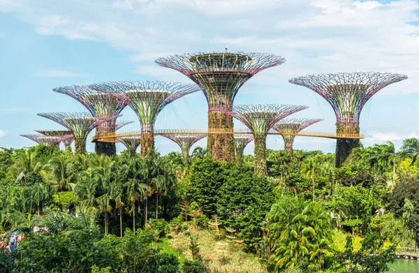 Supertrees Grove Gardens Körfez, Singapur
