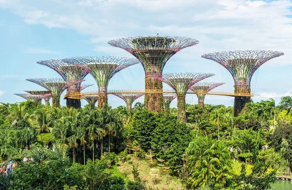 Supertrees Grove a Gardens by the Bay, Singapore — Foto Stock