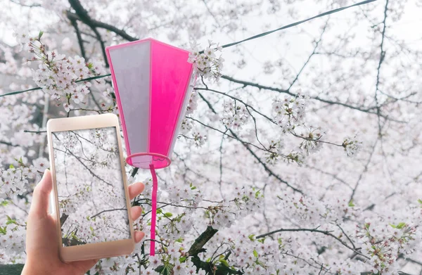 Fiori di ciliegio o Sakura al Meguro canel di Tokyo, Giappone . — Foto Stock