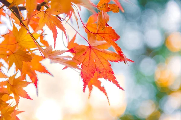 Renkli sonbahar görüntüleme Momiji veya Japon Maples ağaçların yaprakları