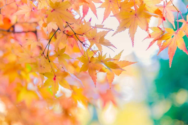 Die Betrachtung Bunter Herbstblätter Momiji Oder Japanischer Ahornbäume — Stockfoto