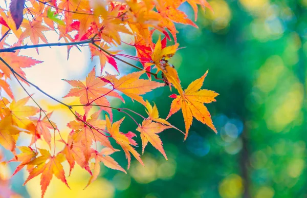 Renkli sonbahar görüntüleme Momiji veya Japon Maples ağaçların yaprakları