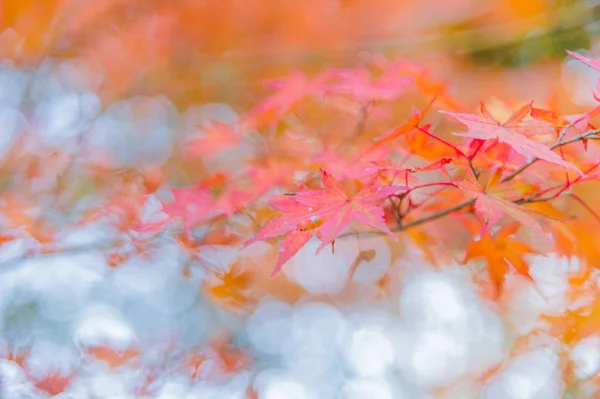 Vista Coloridos Árboles Otoño Deja Momiji Arces Japoneses — Foto de Stock