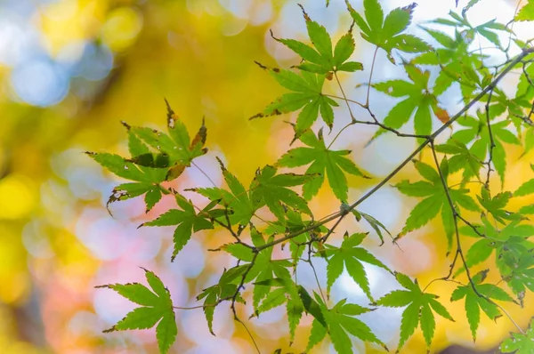Renkli sonbahar görüntüleme Momiji veya Japon Maples ağaçların yaprakları