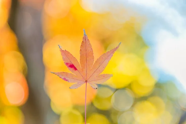 Renkli sonbahar görüntüleme Momiji veya Japon Maples ağaçların yaprakları