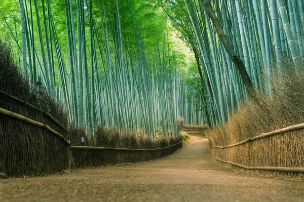 Floresta Bambu Arashiyama Kyoto Japão — Fotografia de Stock