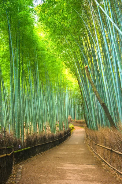 Floresta Bambu Arashiyama Kyoto Japão — Fotografia de Stock