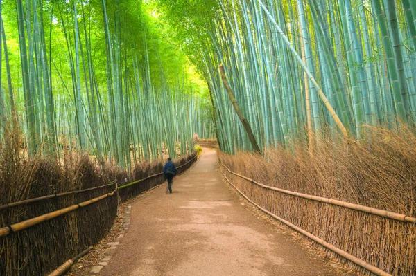 Floresta Bambu Arashiyama Kyoto Japão — Fotografia de Stock