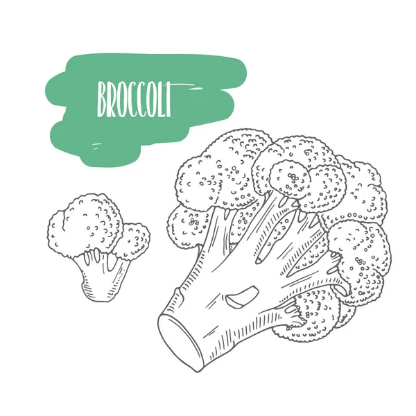 Broccoli disegnati a mano isolati su bianco. Verdure in stile schizzo con fette per il mercato, la cucina o il design del pacchetto alimentare — Vettoriale Stock