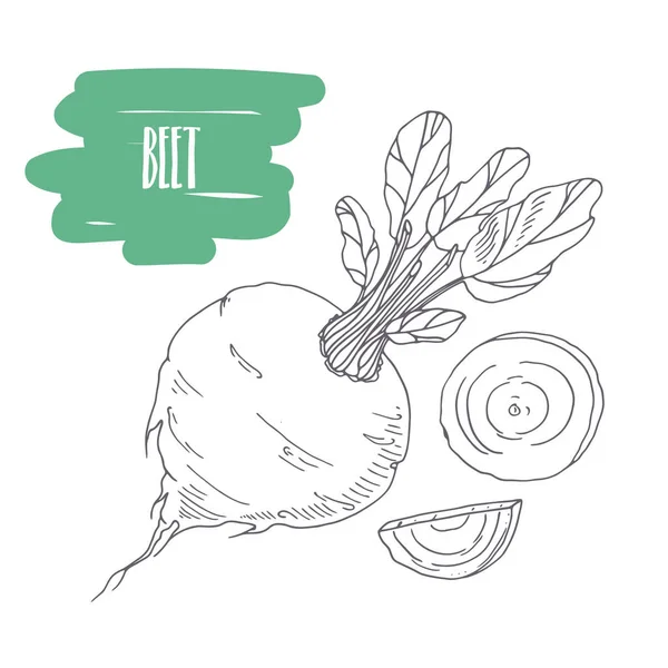 Handgezogene Rote Bete isoliert auf weiß. Skizze Stil Gemüse mit Scheiben für Markt, Küche oder Lebensmittelverpackung Design — Stockvektor